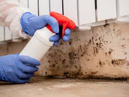 Mold Documentation for Insurance Claims in Lonaconing, MD